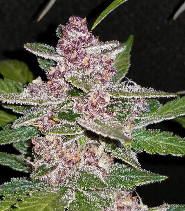 Blackberry auto fem (FastBuds) семена конопли — изображение 4