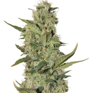 Blackberry auto fem (FastBuds) семена конопли