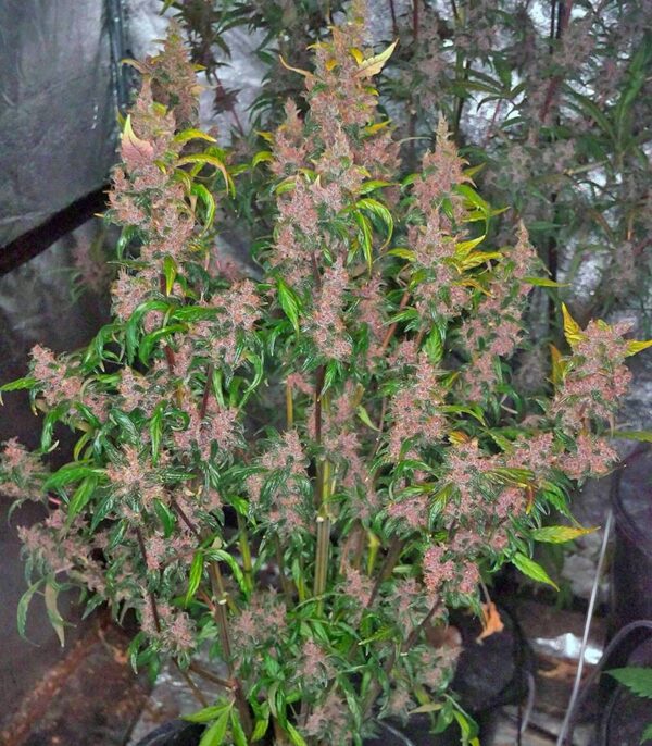 Blackberry auto fem (FastBuds) семена конопли — изображение 6