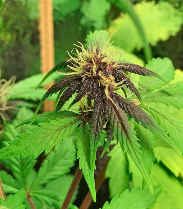 Blackberry auto fem (FastBuds) семена конопли — изображение 5
