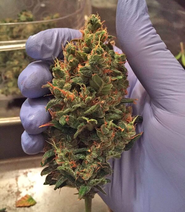 Blackberry auto fem (FastBuds) семена конопли — изображение 7