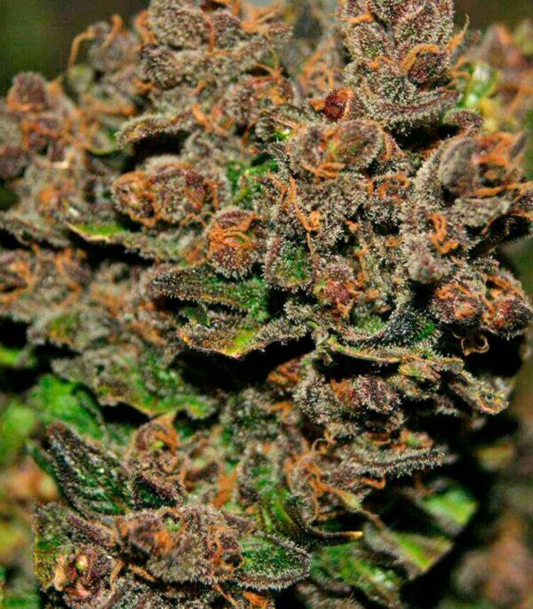 Blackberry auto fem (FastBuds) семена конопли — изображение 8
