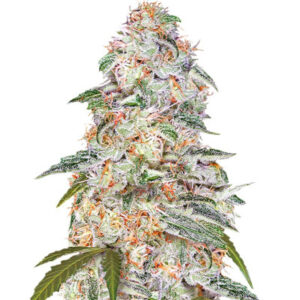 Blue Dream (Blue Dream'matic) Auto fem (FastBuds) семена конопли