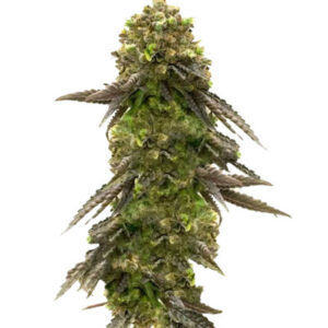 Bruce Banner # fem (AlphaFem Seeds) семена конопли