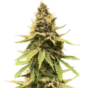 Critical Amnesia fem (AlphaFem Seeds) семена конопли