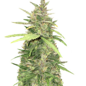 Crystal METH auto fem (FastBuds) семена конопли
