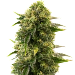 Different Gorilla (Different GG#4) fem (AlphaFem Seeds) семена конопли