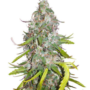 Dolly Kush fem (Dr. Krippling Seeds) семена конопли