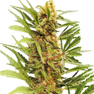Dozy Cake fem (AlphaFem Seeds) семена конопли