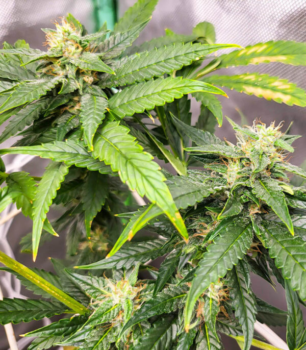 Dozy Doz fem (AlphaFem Seeds) семена конопли — изображение 3