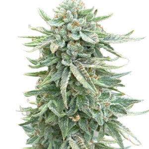 Dozy Doz fem (AlphaFem Seeds) семена конопли