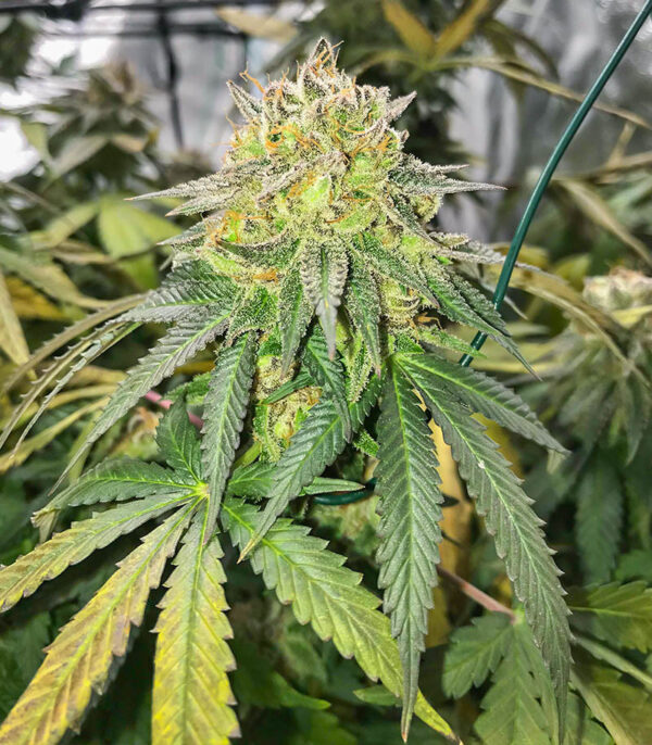 Dozy Doz fem (AlphaFem Seeds) семена конопли — изображение 5