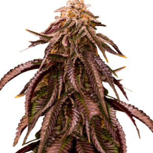 Dozywelly OG fem (AlphaFem Seeds) семена конопли