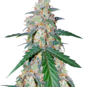G14 Auto fem (FastBuds) семена конопли