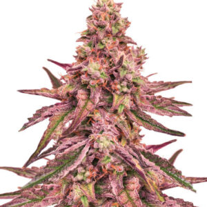 Glue Cookies fem (AlphaFem Seeds) семена конопли