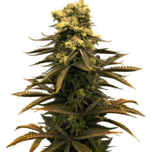 Glue Kripple fem (Dr. Krippling Seeds) семена конопли