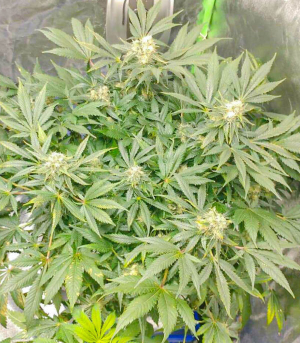 Glue Sherbert fem (AlphaFem Seeds) семена конопли — изображение 4