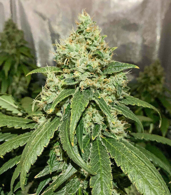 Glue Sherbert fem (AlphaFem Seeds) семена конопли — изображение 5