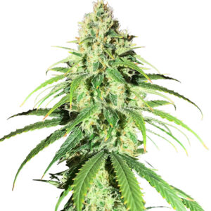 Glue Sherbert fem (AlphaFem Seeds) семена конопли