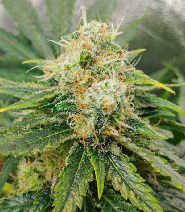 Glue Sherbert fem (AlphaFem Seeds) семена конопли — изображение 3