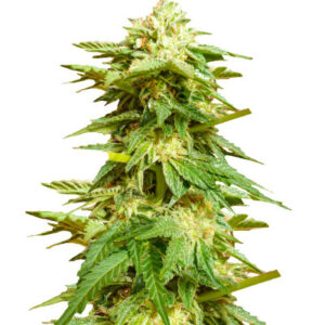 Hero Cookies fem (AlphaFem Seeds) семена конопли