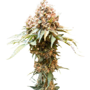 Ice Cream Ghost Train fem (Cali Buds Seeds) семена конопли
