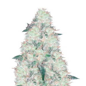 Incredible Bulk fem (Dr. Krippling Seeds) семена конопли