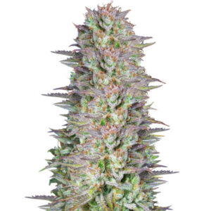 Kosher Cake Auto fem (FastBuds) семена конопли