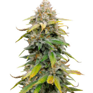 Leisure Zoot Larry fem (Dr. Krippling Seeds) семена конопли