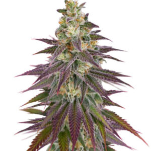 Lemon Mandarin fem (FastBuds) семена конопли
