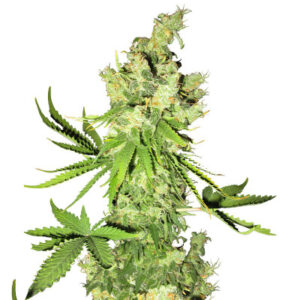 Lemon OG fem (AlphaFem Seeds) семена конопли