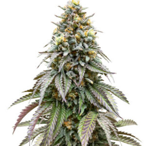 Lemonpaya fem (FastBuds) семена конопли