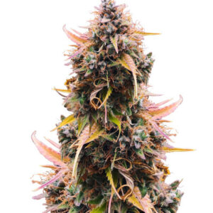 Mandarin Thuggee Auto fem (AlphaFem Seeds) семена конопли