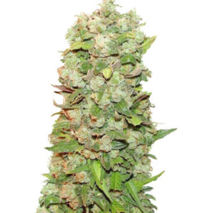 Mexican Airlines auto fem (FastBuds) семена конопли