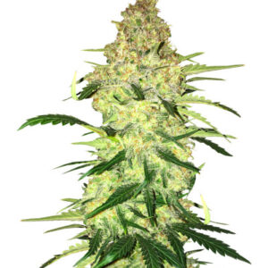 Ninja Zkittles fem (Dr. Krippling Seeds) семена конопли
