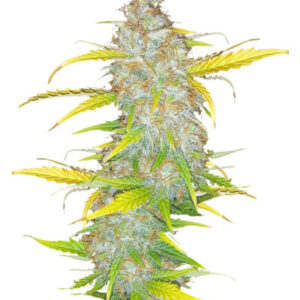 Original Auto AK fem (FastBuds) семена конопли