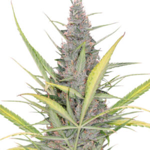 Original Auto Cheese fem (FastBuds) семена конопли