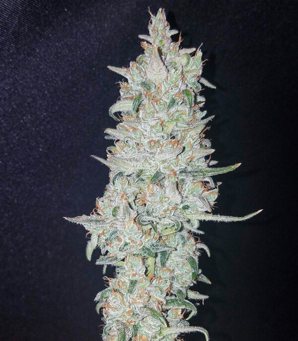 Original Auto OG Kush fem (FastBuds) семена конопли — изображение 4
