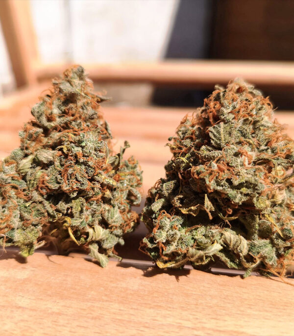 Original Auto OG Kush fem (FastBuds) семена конопли — изображение 3