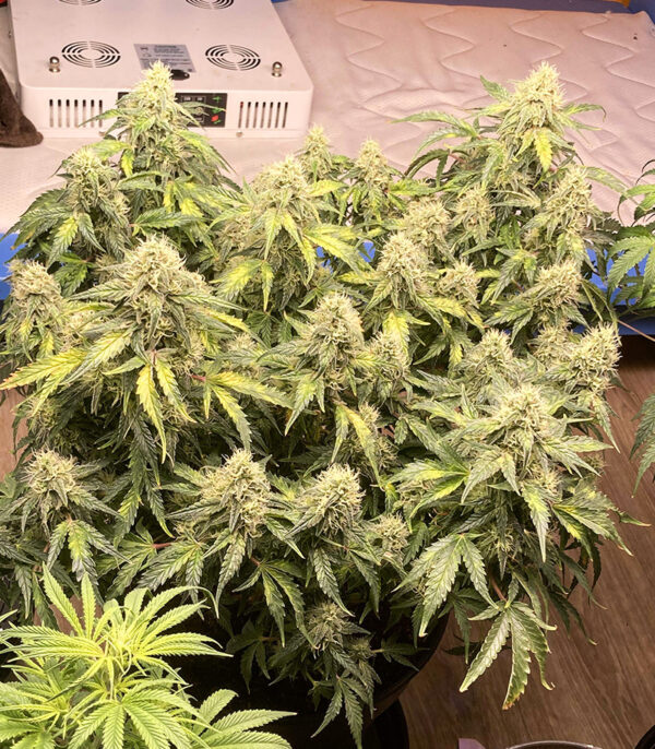 Original Auto OG Kush fem (FastBuds) семена конопли — изображение 6