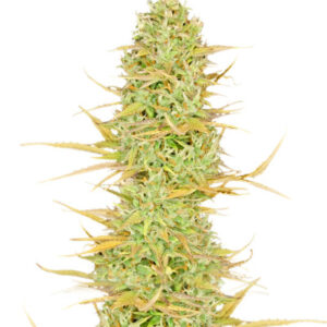 Original Auto White Widow fem (FastBuds) семена конопли