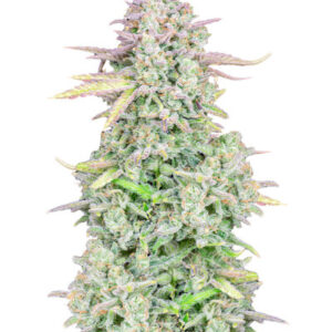 Original Trainwreck Auto fem (FastBuds) семена конопли