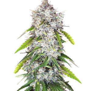 Papaya Cookies Auto fem (FastBuds) семена конопли
