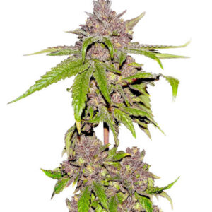 Papaya Sherbet fem (FastBuds) семена конопли