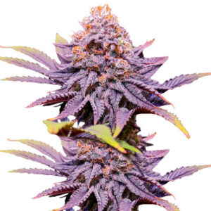 Punch Cookies fem (AlphaFem Seeds) семена конопли