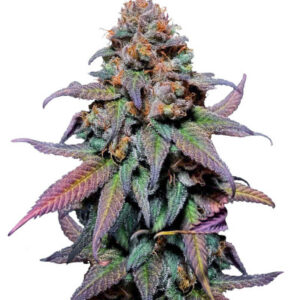 Rainbow Melon fem (FastBuds) семена конопли
