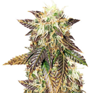 Rhino Ryder auto fem (FastBuds) семена конопли