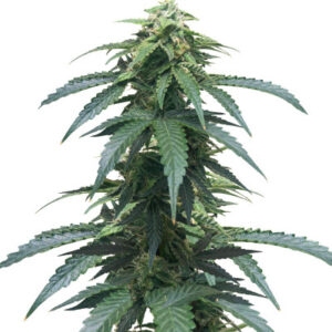 Roze Runtz fem (AlphaFem Seeds) семена конопли