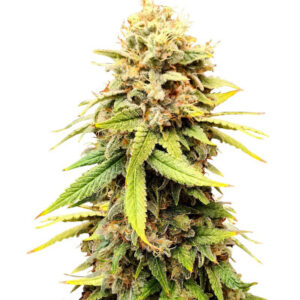 Sherbert Gorilla fem (Dr. Krippling Seeds) семена конопли