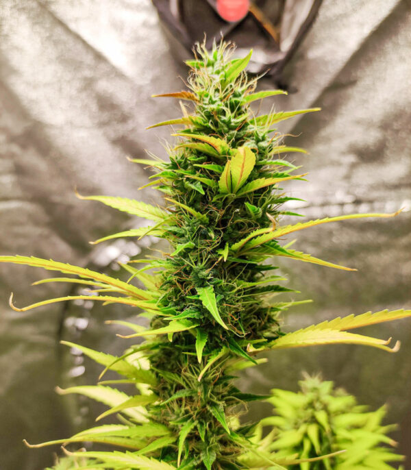 Six Shooter auto fem (FastBuds) семена конопли — изображение 4